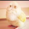 jambo_52